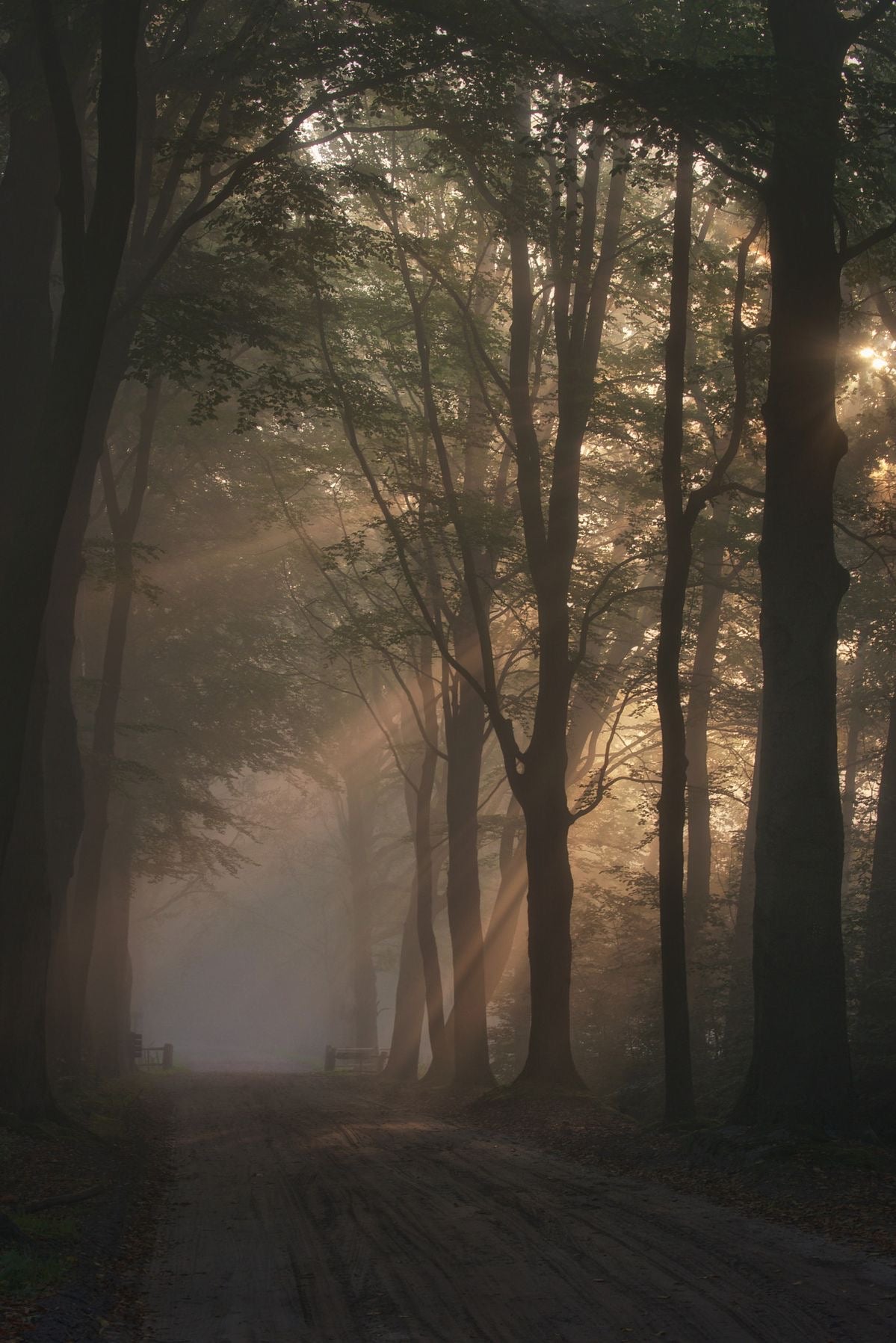 Early Morning Fog