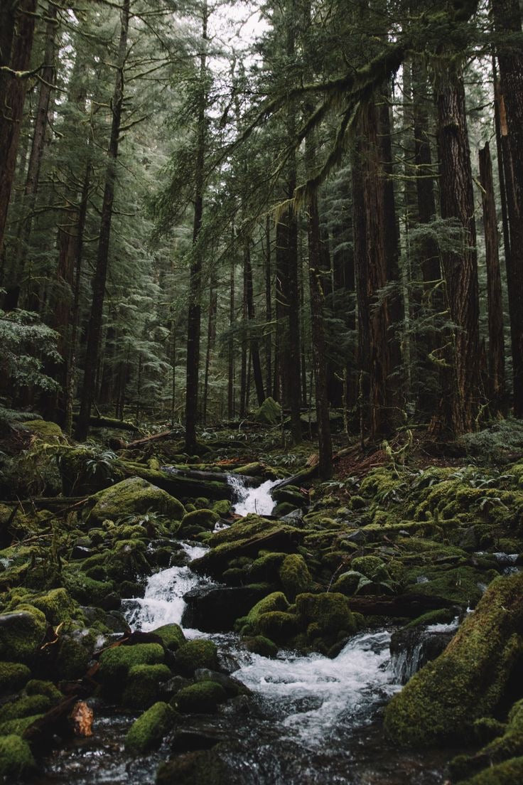 Celtic Forest