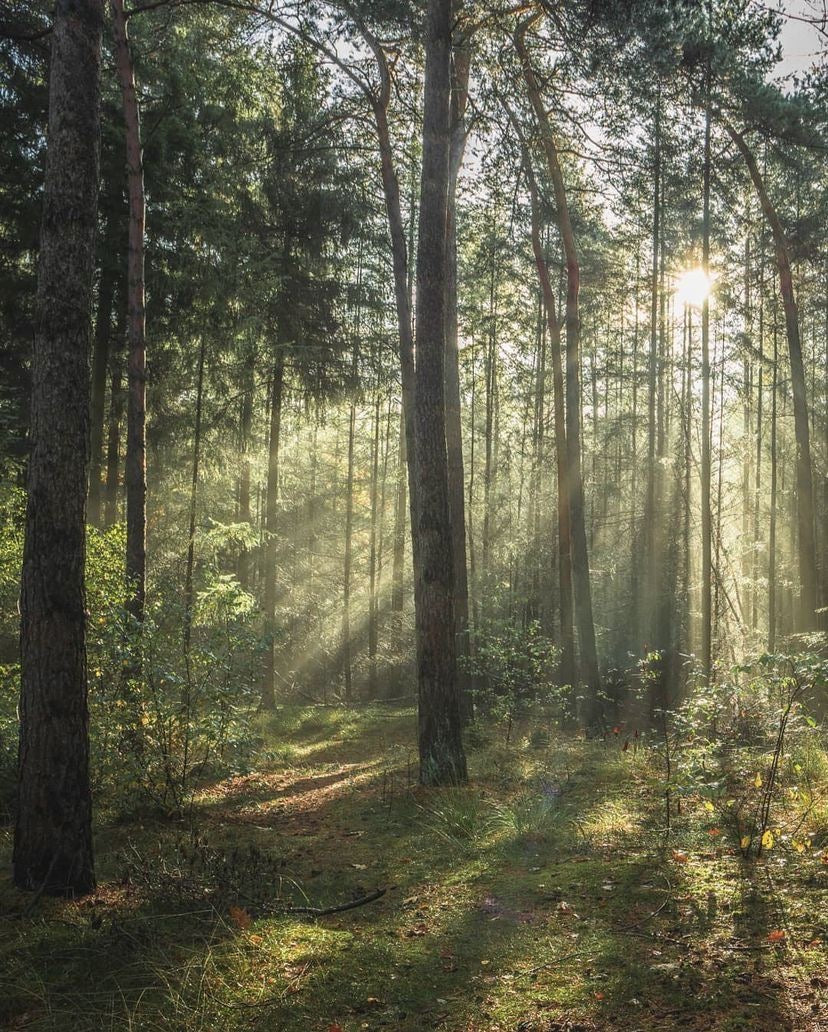 Celtic Forest