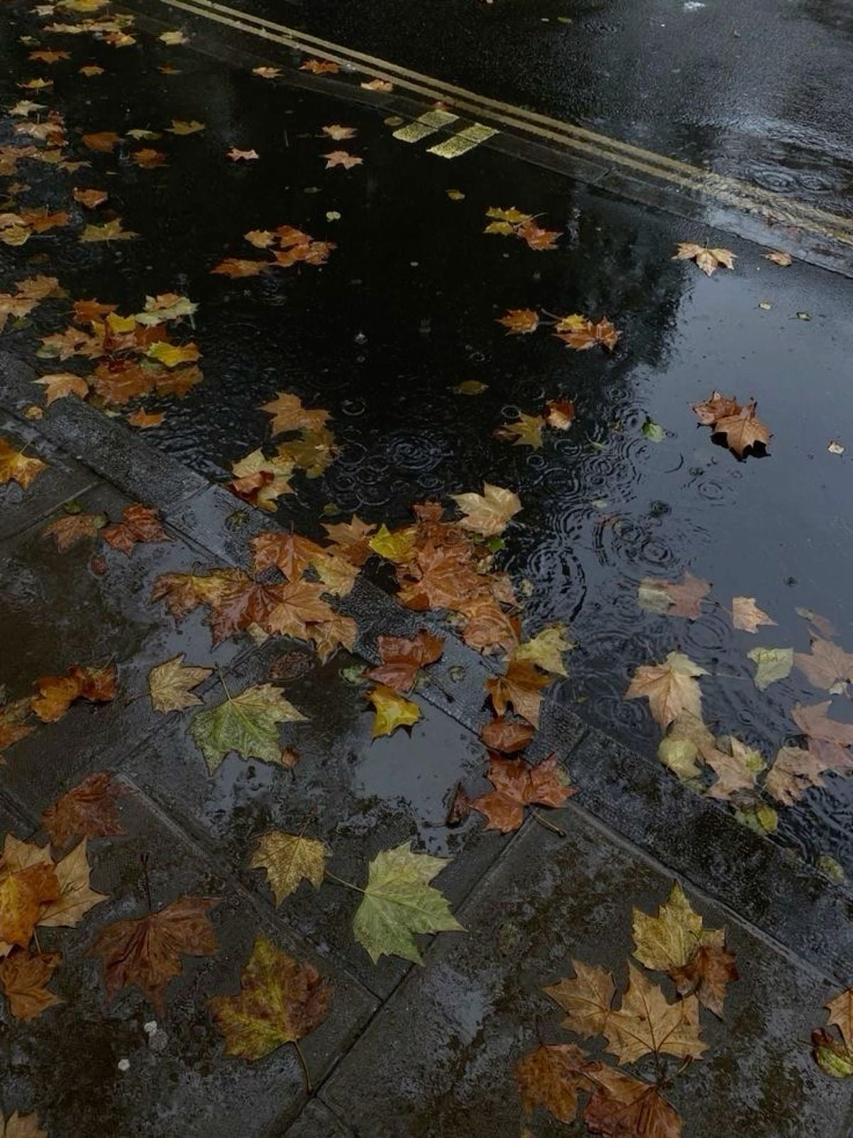 Autumn Rain